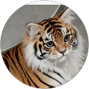 Ahmad Hassan profile picture
